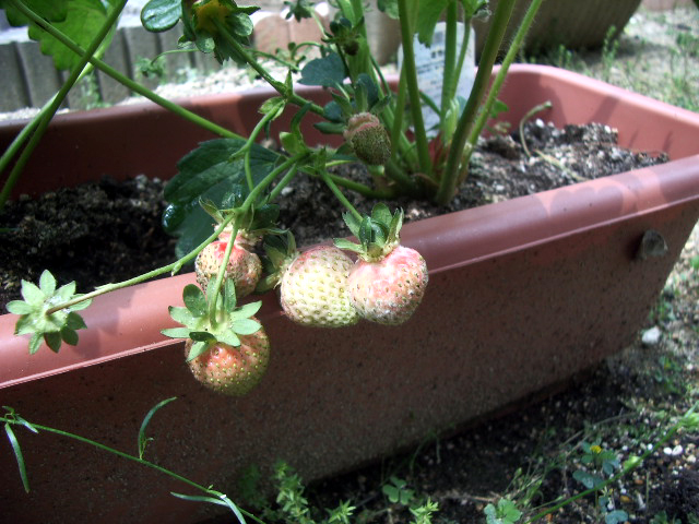 (裏)左側のいちご_080517