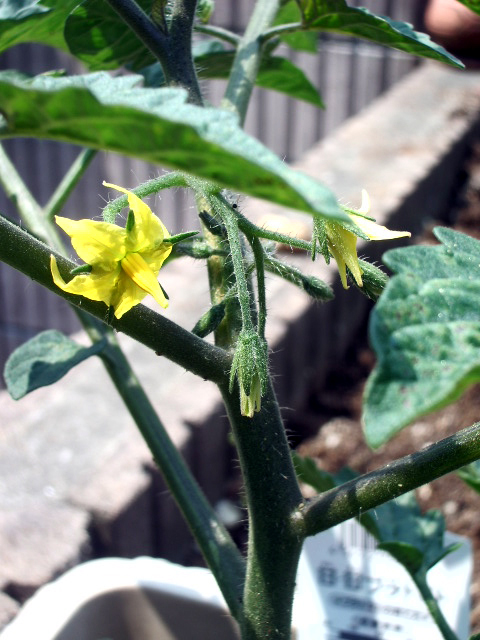 プチトマトの花