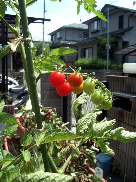 プチトマトの青、赤、黄