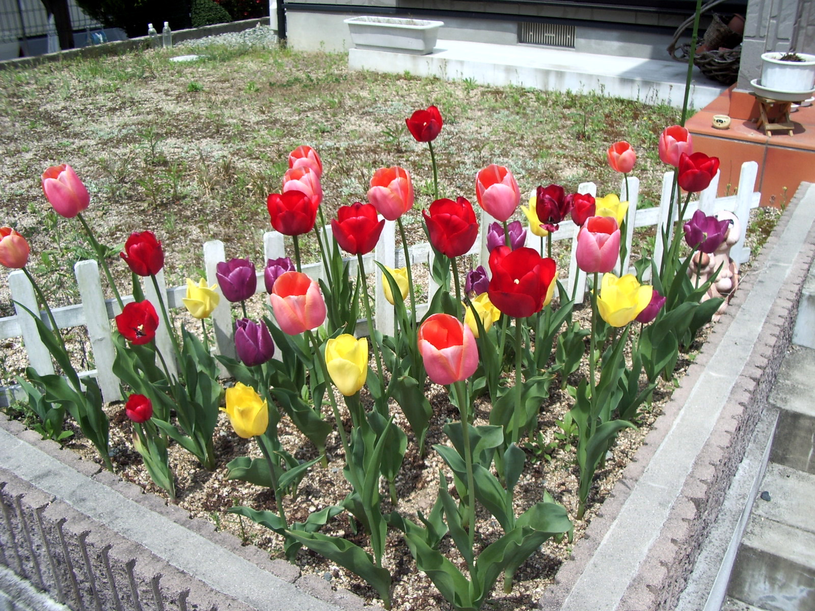 2005チューリップ満開-1-