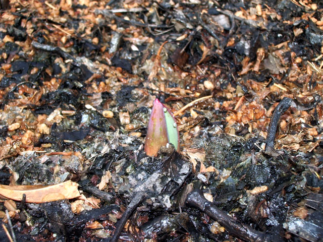 チューリップ20060219の芽1