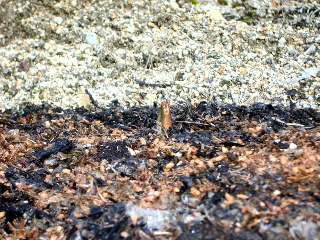 チューリップ20060219の芽2