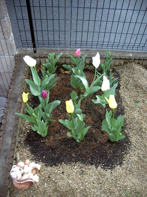 チューリップ20060416