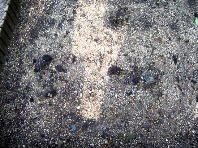 20061202_チューリップ全体