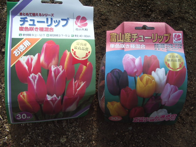 購入した球根